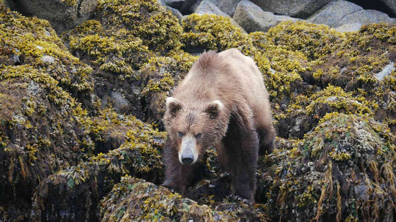 Braunbär