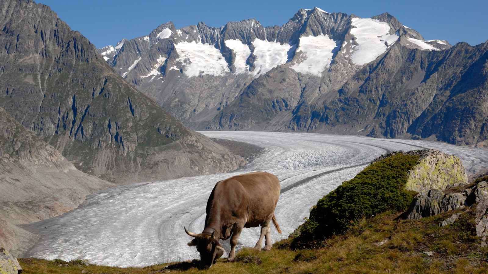 Aletschgletscher mit Kuh