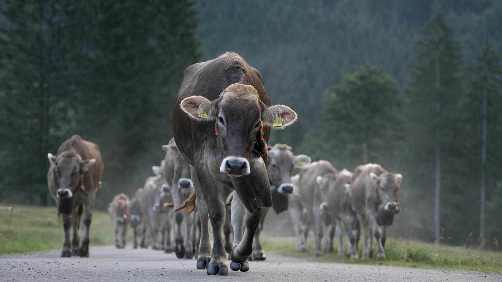 Fotostrecke Allgäu