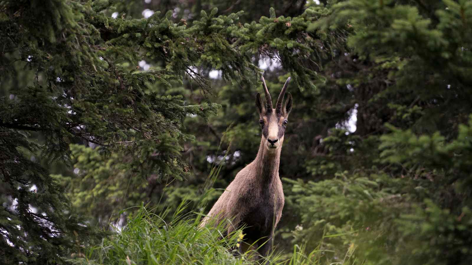 Fotostrecke Allgäu