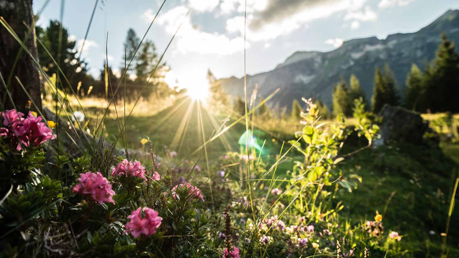 Zwischen leuchtend pinken Almrausch und blauem Enzian lässt sich der Kopf freiandern.