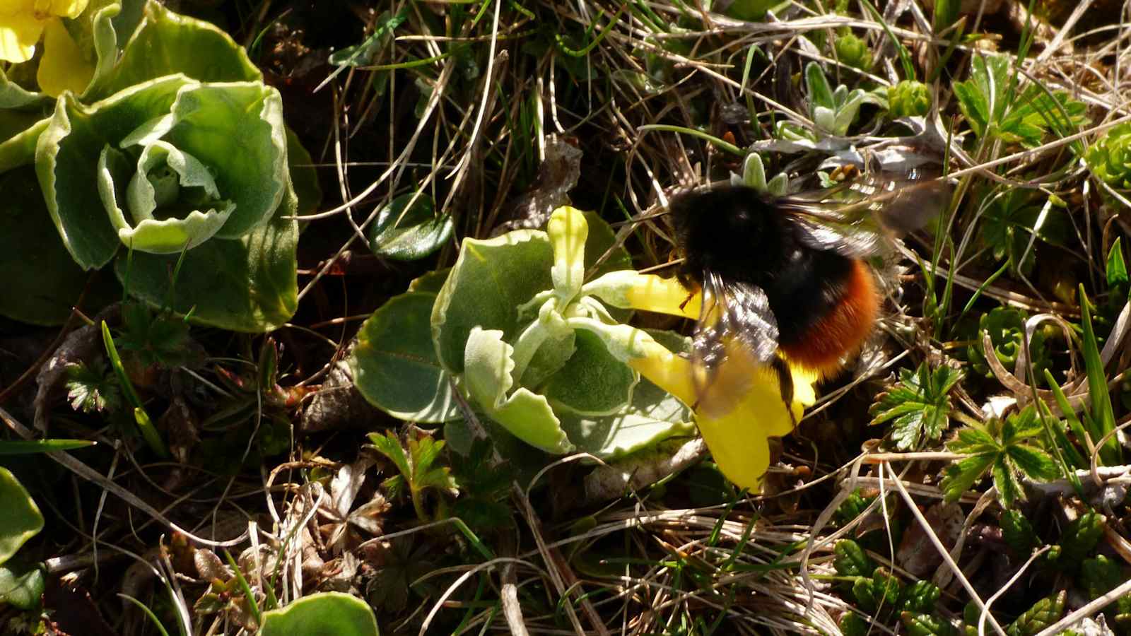 Alpenhummel