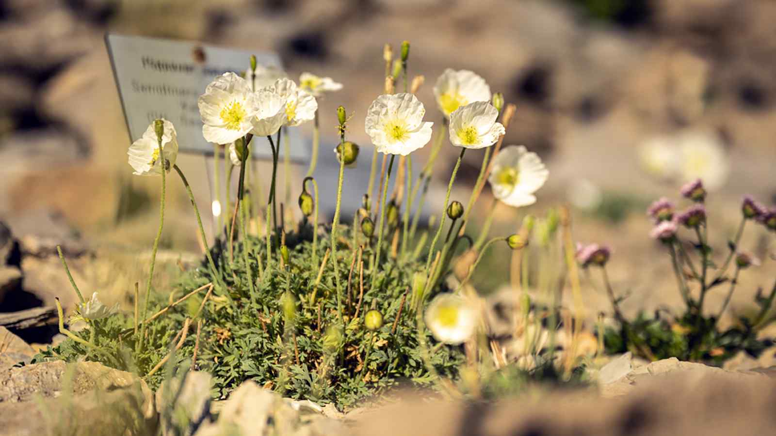 Der Alpenmohn mit seinen zarten Blütenblättern mag steinige Böden.