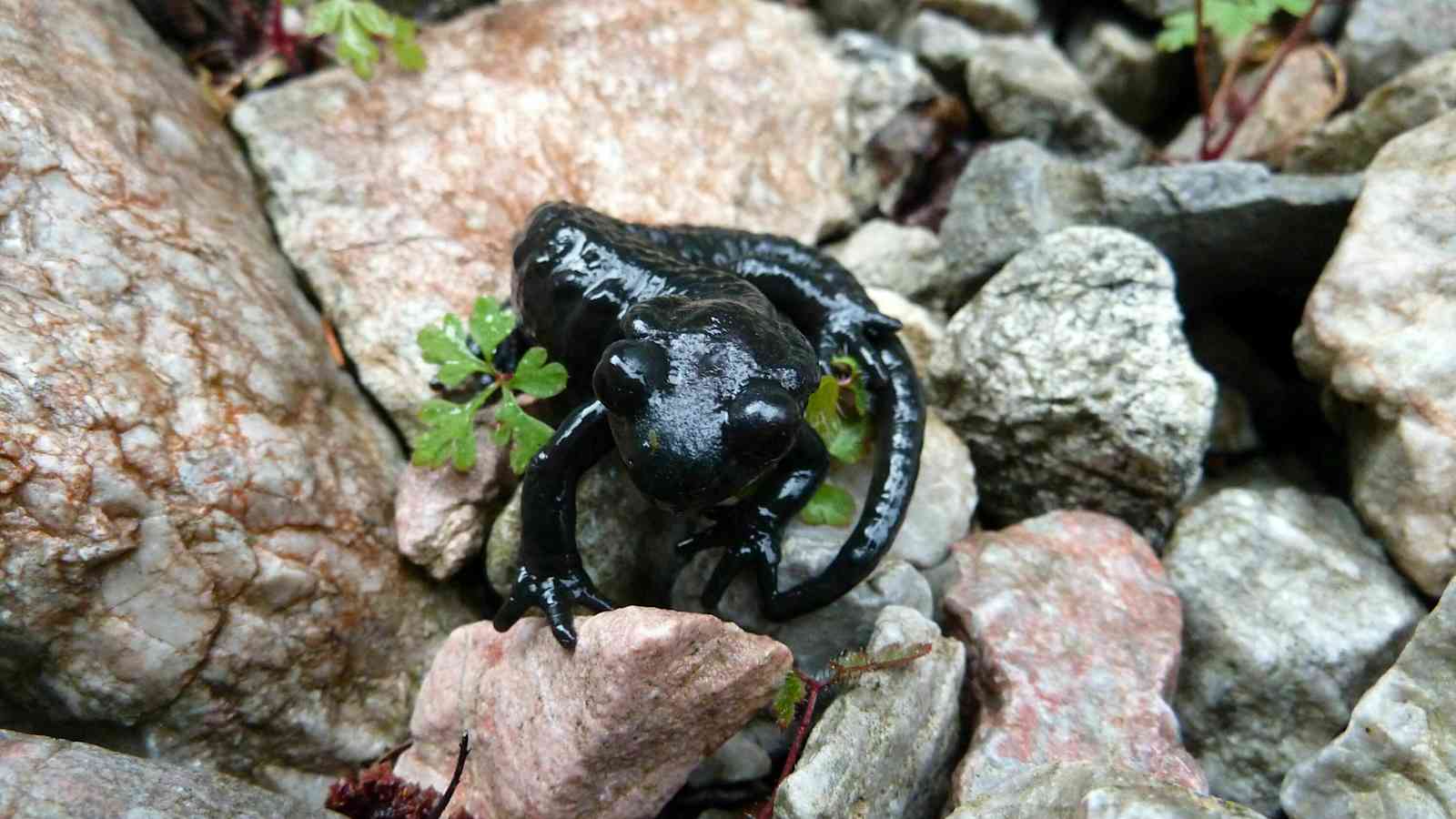 Der Alpensalamander