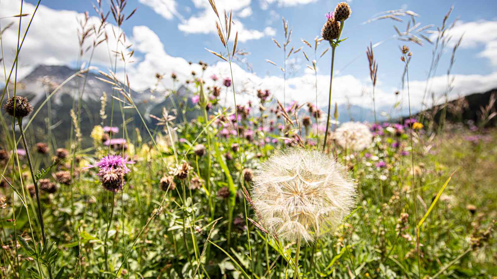 Artenreiche Bergwiesen im Unterengadin