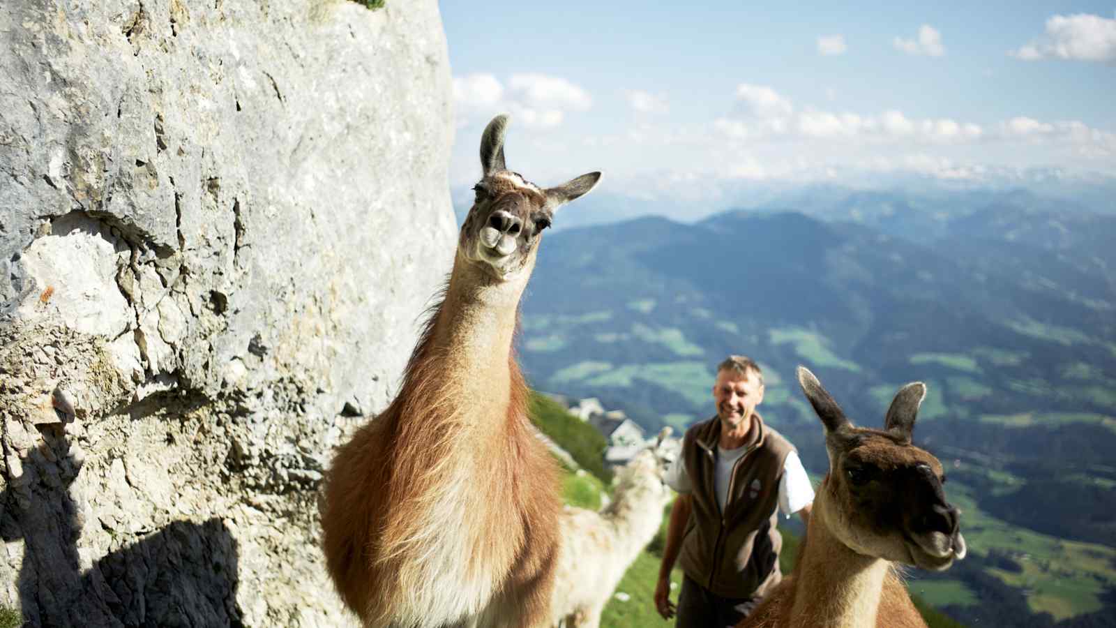 Lamas Werfener Hütte