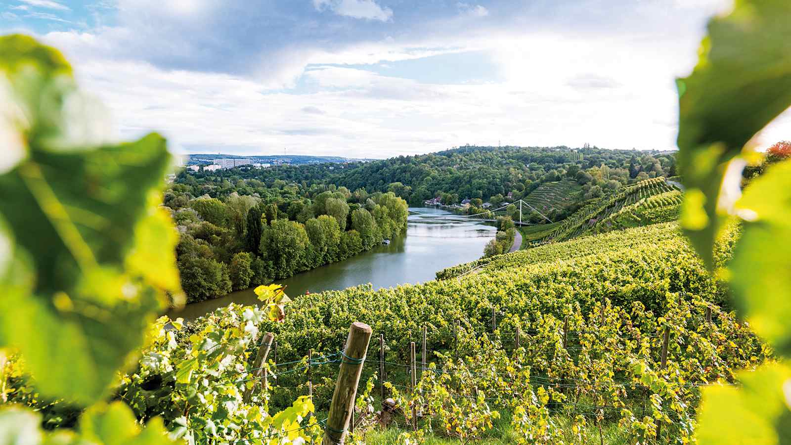 Mühlhausen: Stuttgarter Steillagen am Neckar