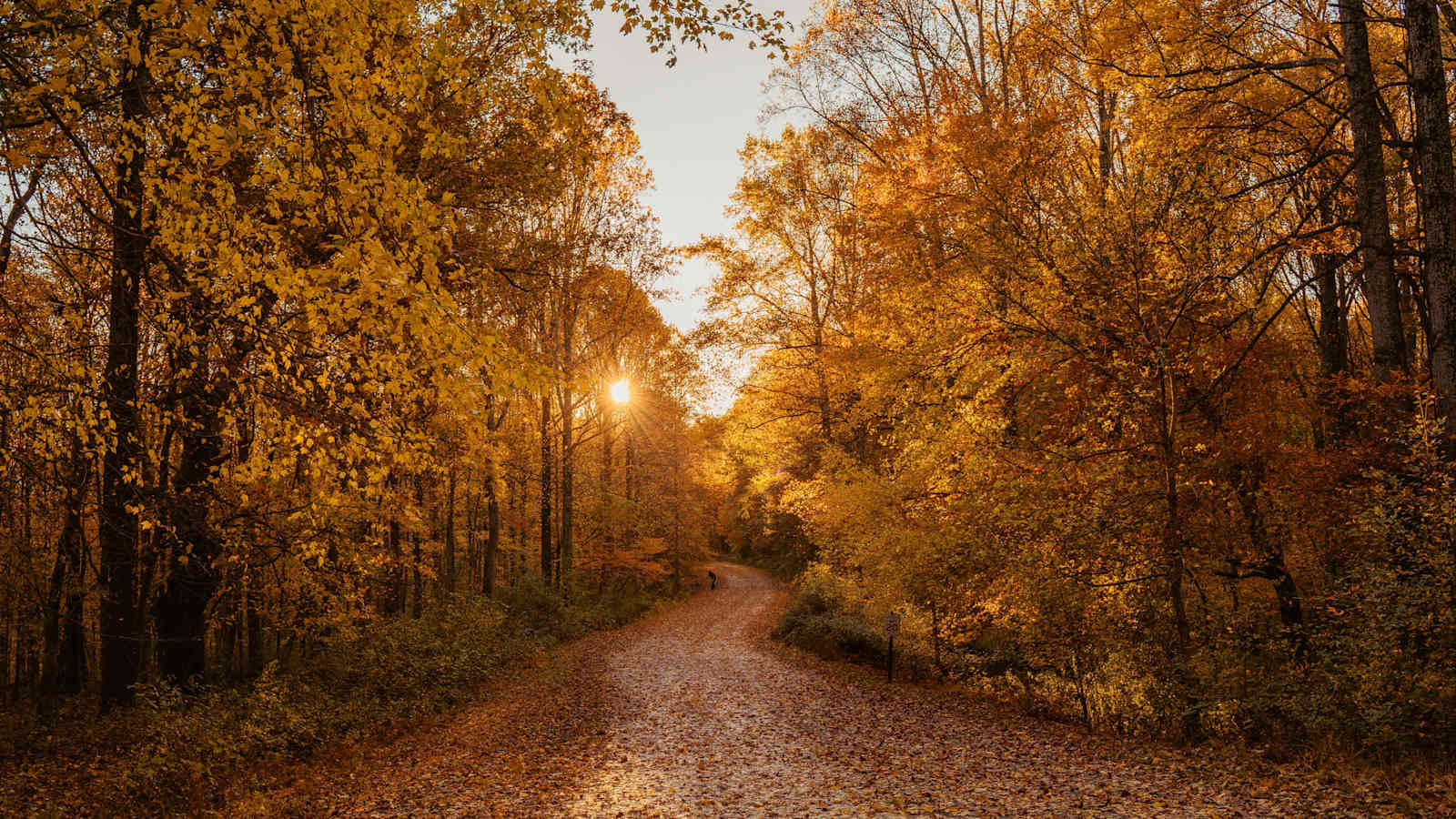 Gibt es etwas Schöneres, als mit dem Bike durch das goldene Herbstlaub zu sausen?