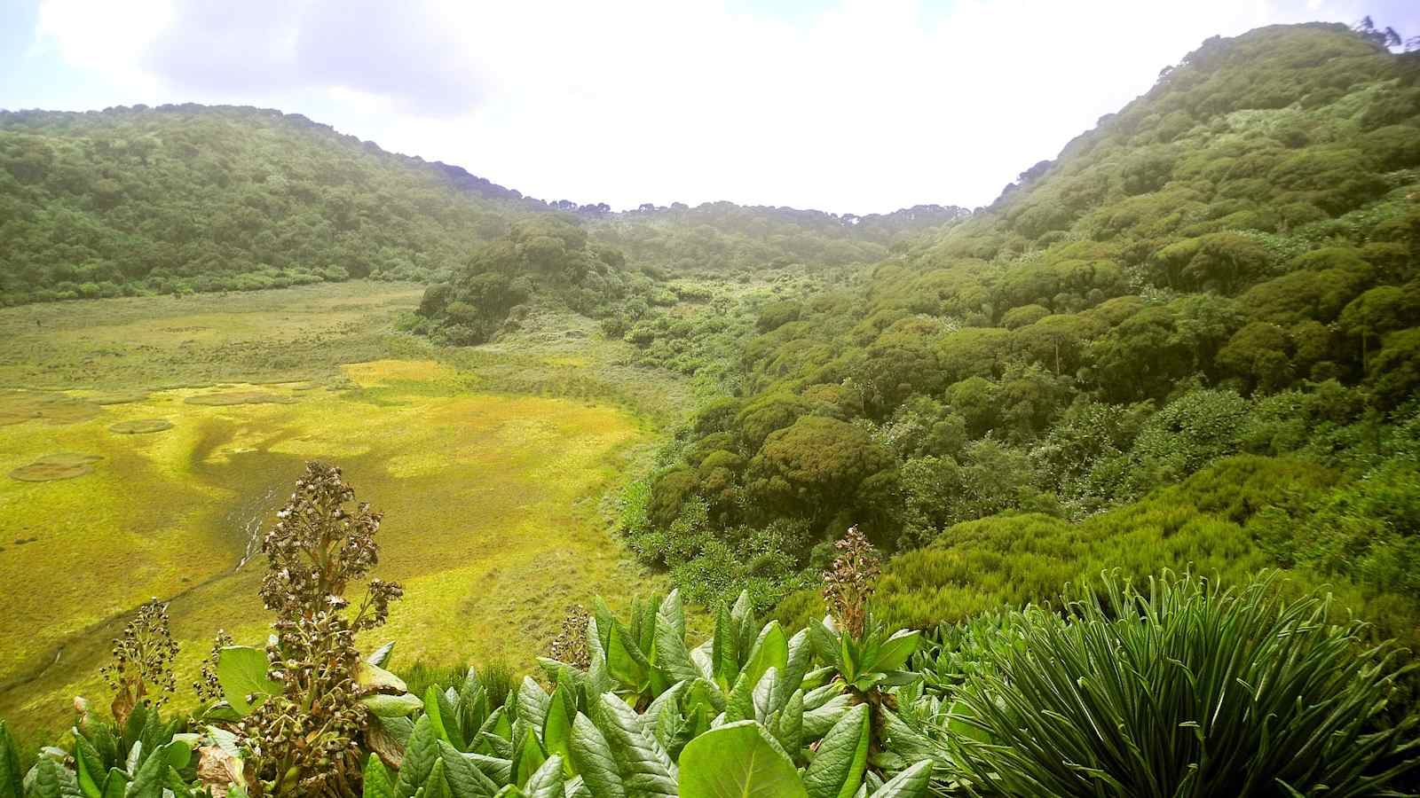 Virungas Berggorillas Reise