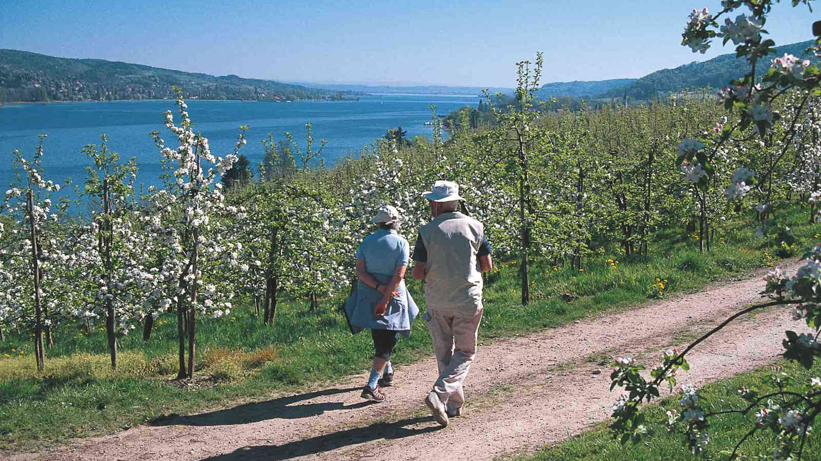 Zum Schwärmen verleitet die Untersee-Landschaft bei Mammern.