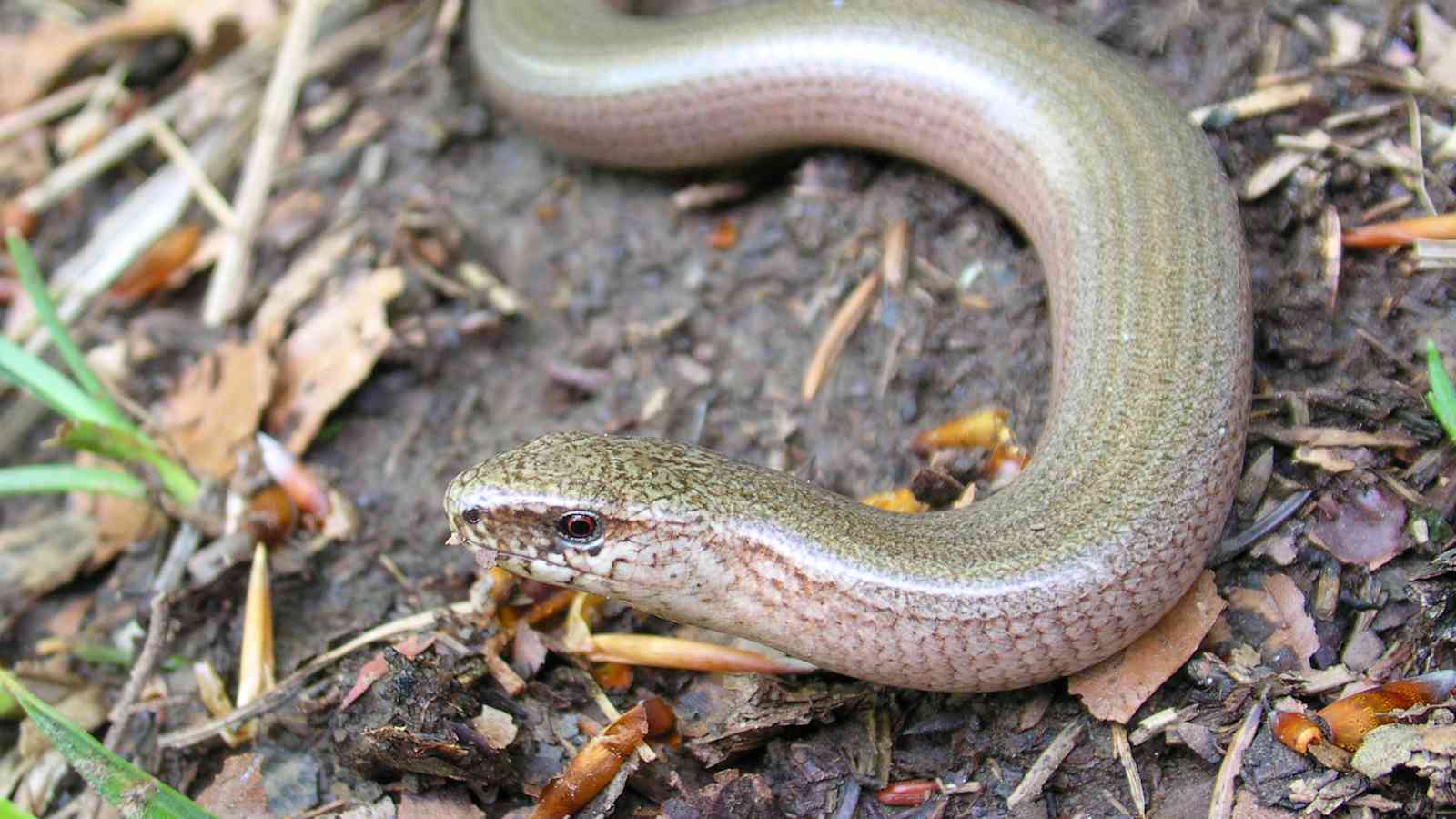 Die gemeine Blindschleiche in ihrem natürlichen Habitat