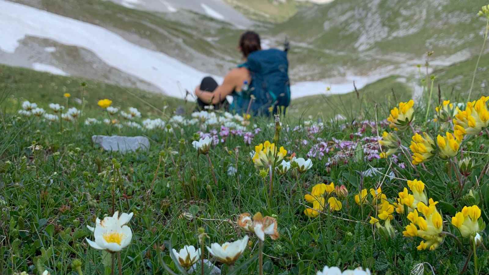 Bunte Blumenvielfalt zwischen Pfeishütte und Stempeljoch