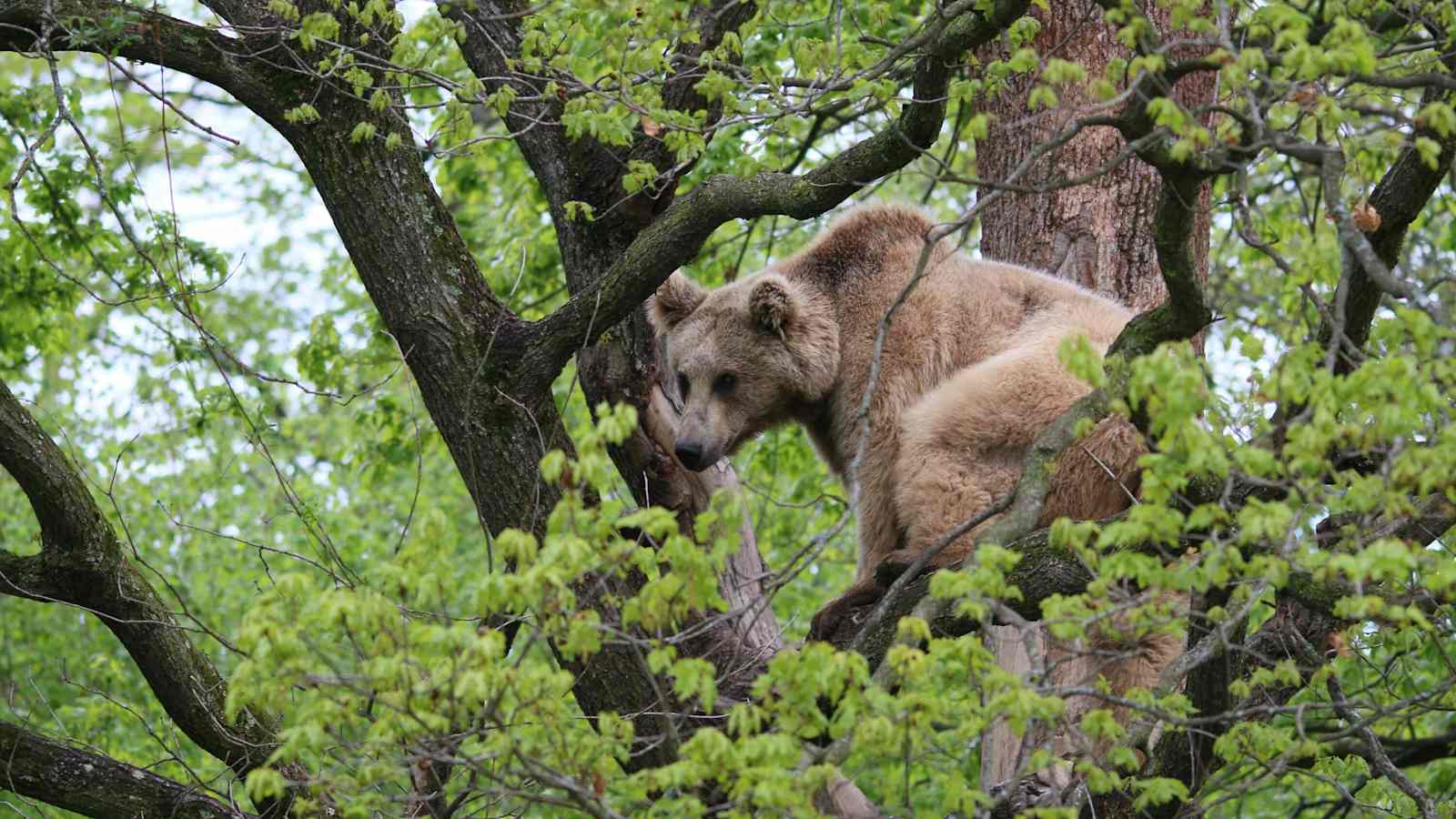 Reise Rumänien Karpaten Piatra Craiului Nationalpark