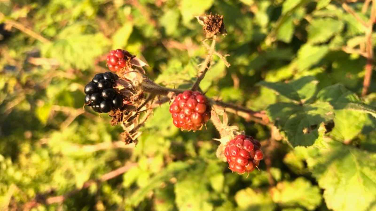 Brombeere – dornenbesetzte Vitamin C Spenderin.