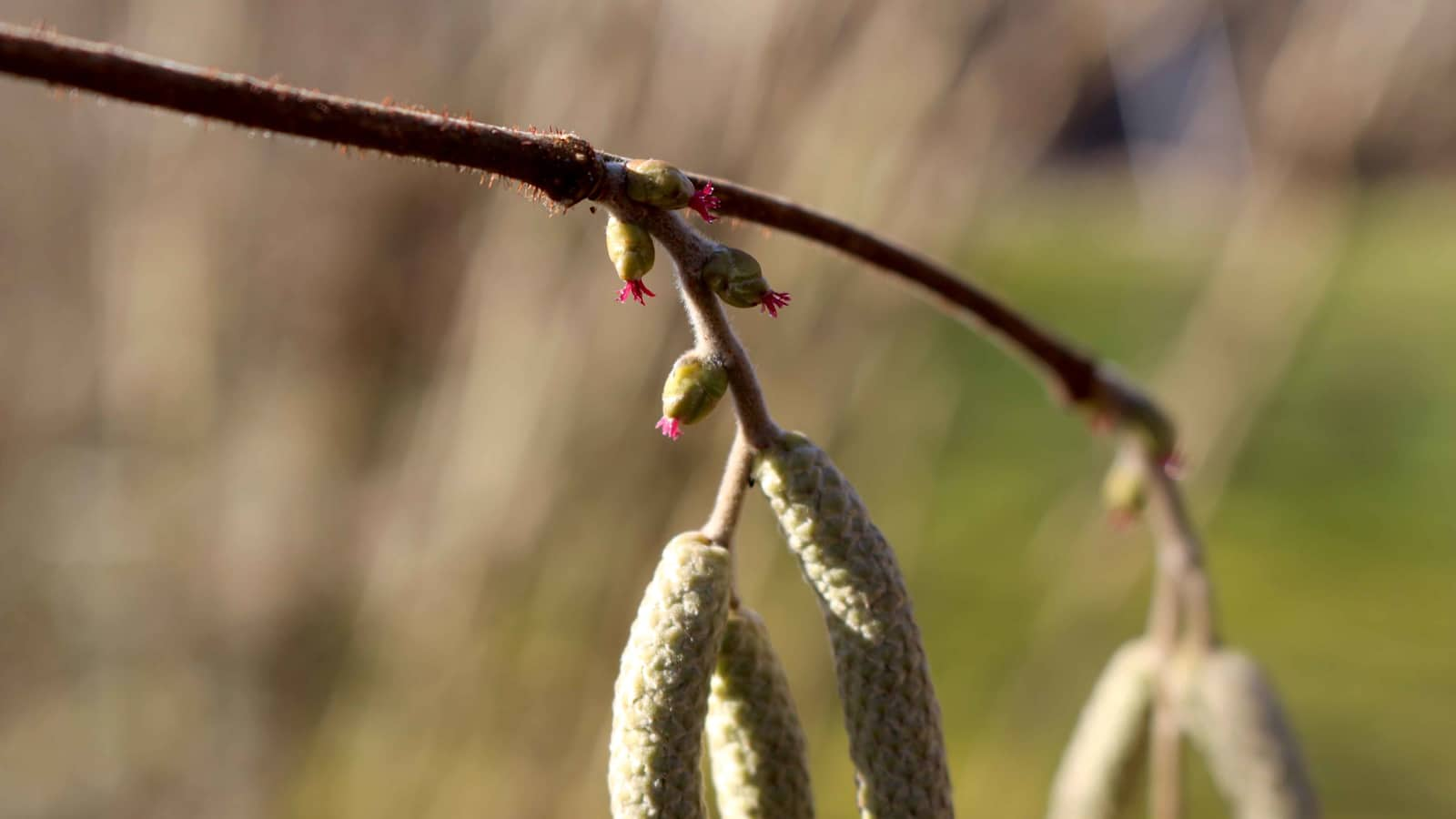 Die kleine, weibliche Blüte bildet später die Haselnüsse aus und sitzt versteckt in der Knospe - sichtbar ist nur die rote Narbe