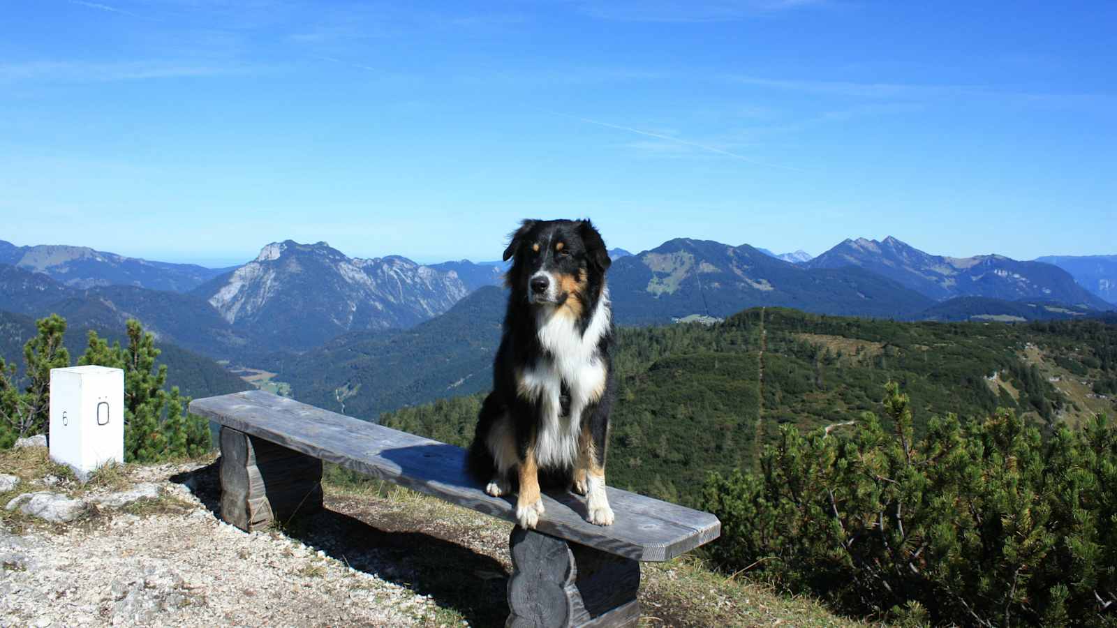 Wandern mit Hund: Auf den Eggenalmkogel