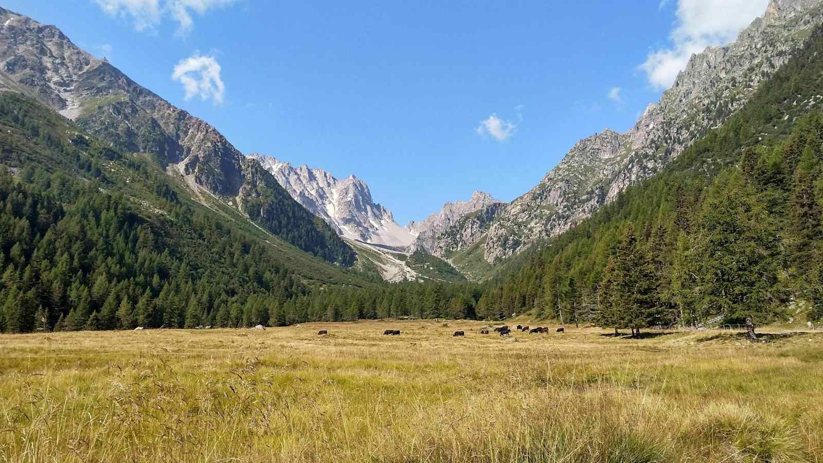 Blick in Richtung Fenêtre d’Arpette (2.665 m) und im Vordergrund die heimischen Eringerkühen.