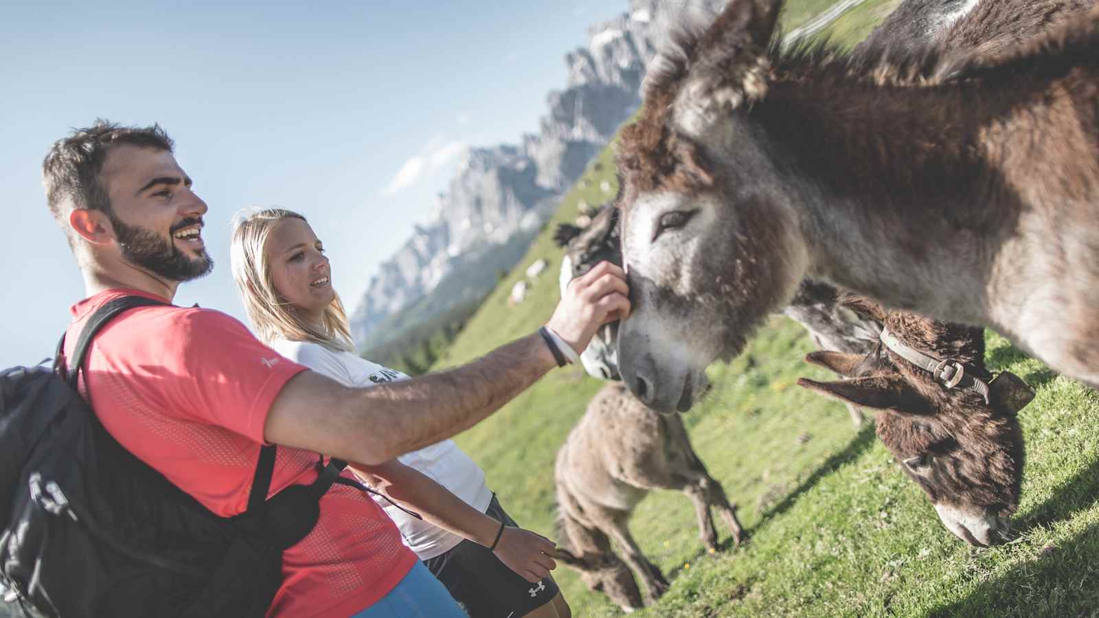 Im Herbst werden die Tiere, die den Sommer über auf den Almen verbracht haben, wieder ins Tal abgetrieben.