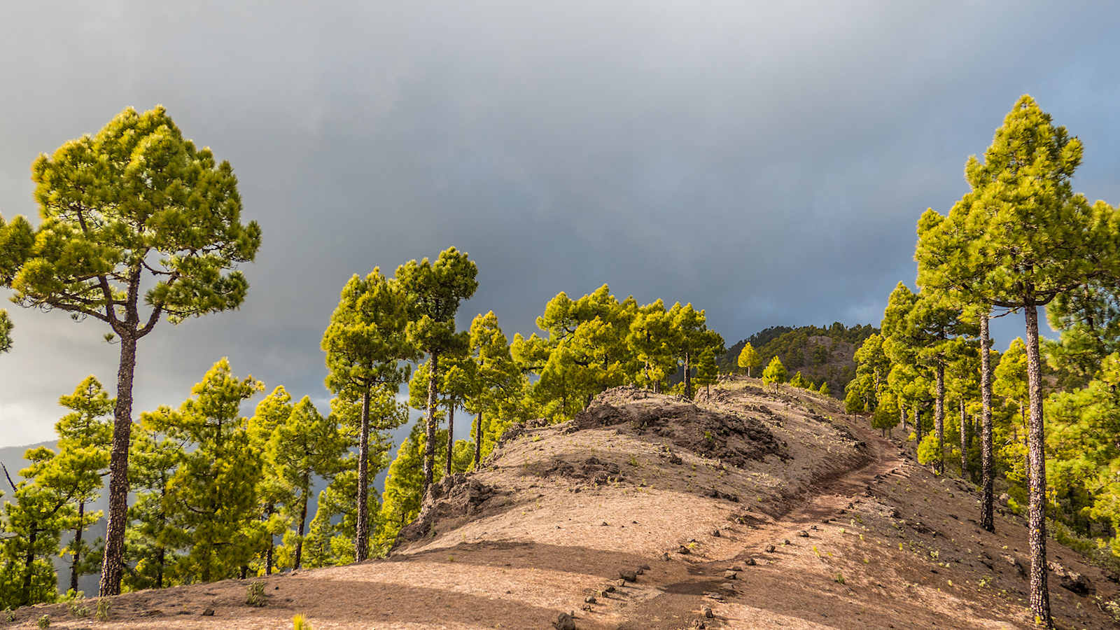 Kiefernwald auf La Palma