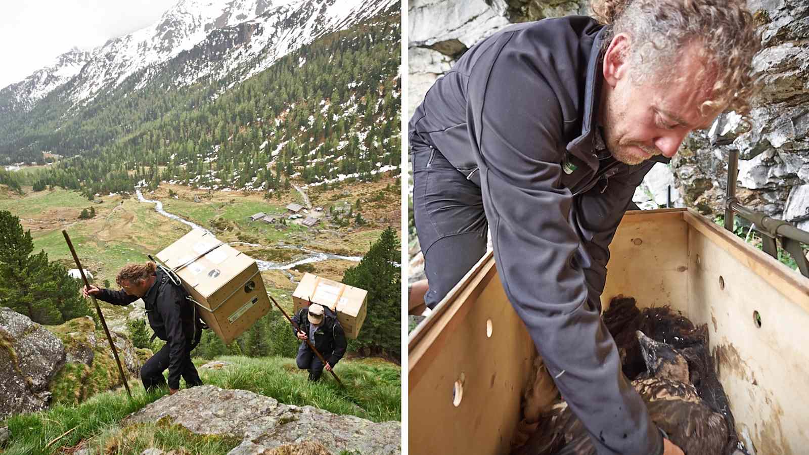 Die Reise ist für die Geier holprig: In einer Holzkiste über Stock und Stein  