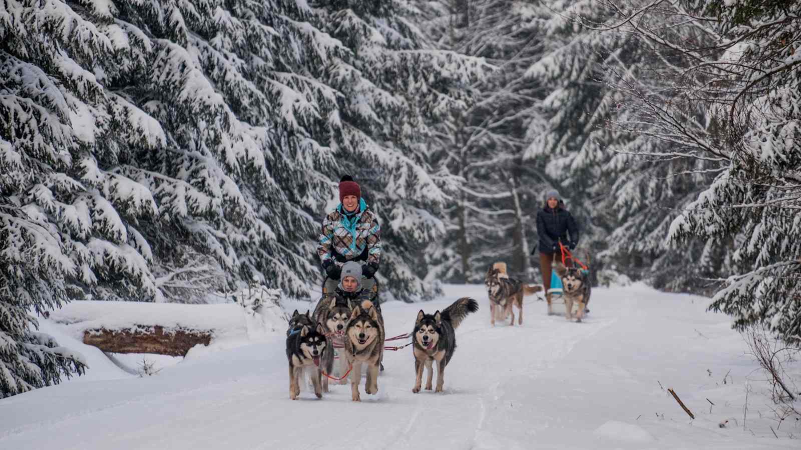 Mit den Huskys durch den Thüringer Wald