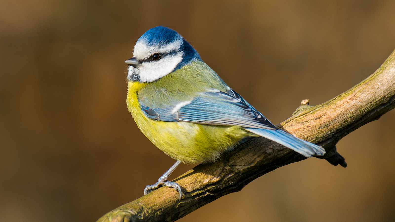 Die Blaumeise ist die kleine Cousine der Kohlmeise.