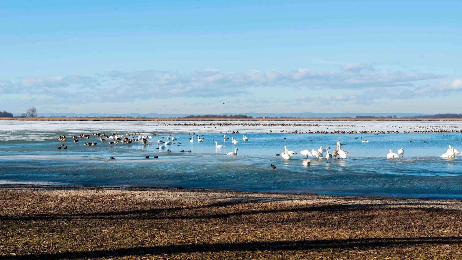 An Seen lassen sich Vögel im Winter besonders gut beobachten.