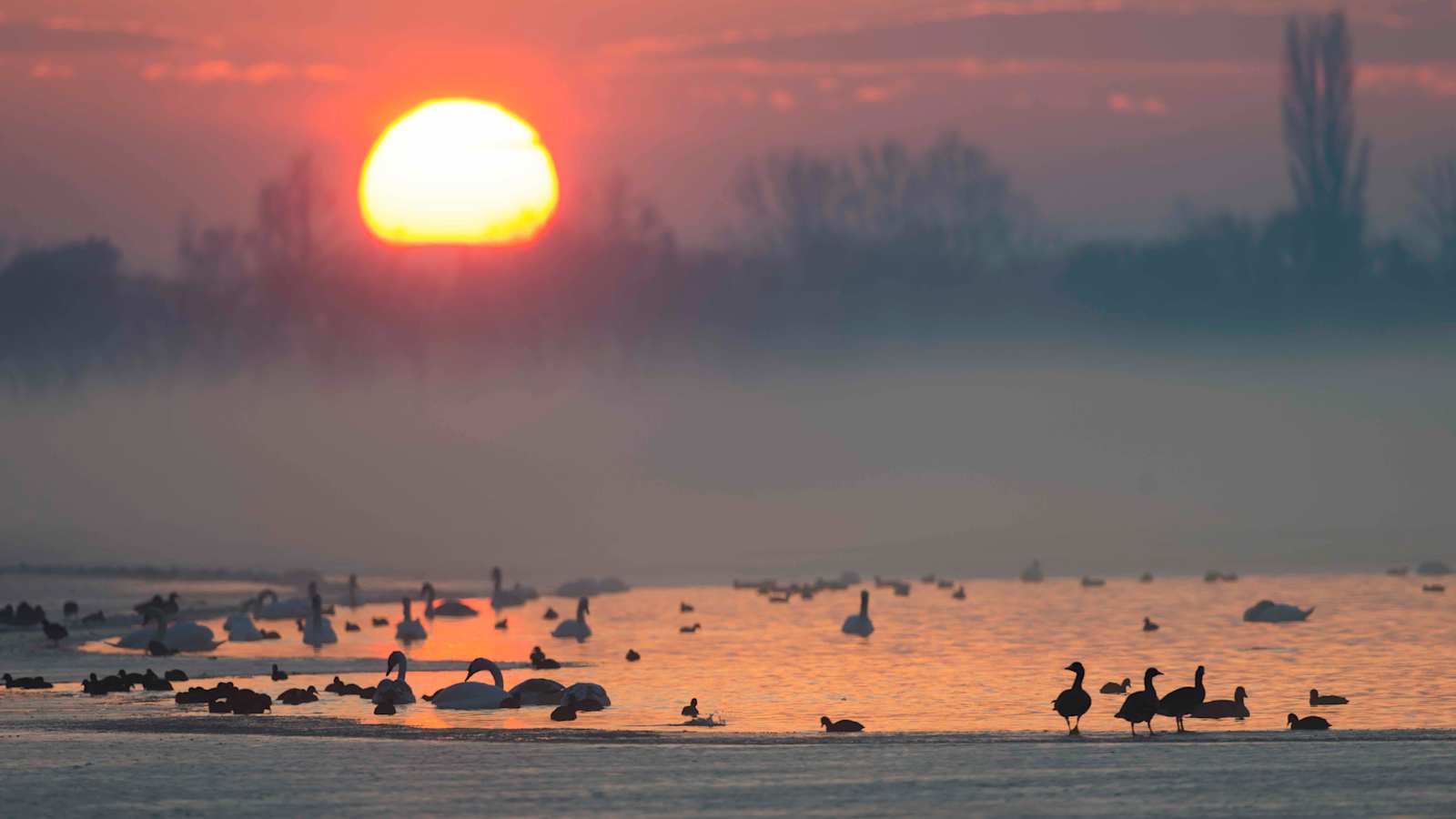 Abendstimmung am Zicksee. – Wer jetzt unterwegs ist, kann sich freuen und viele Vögel auf engstem Raum beobachten.