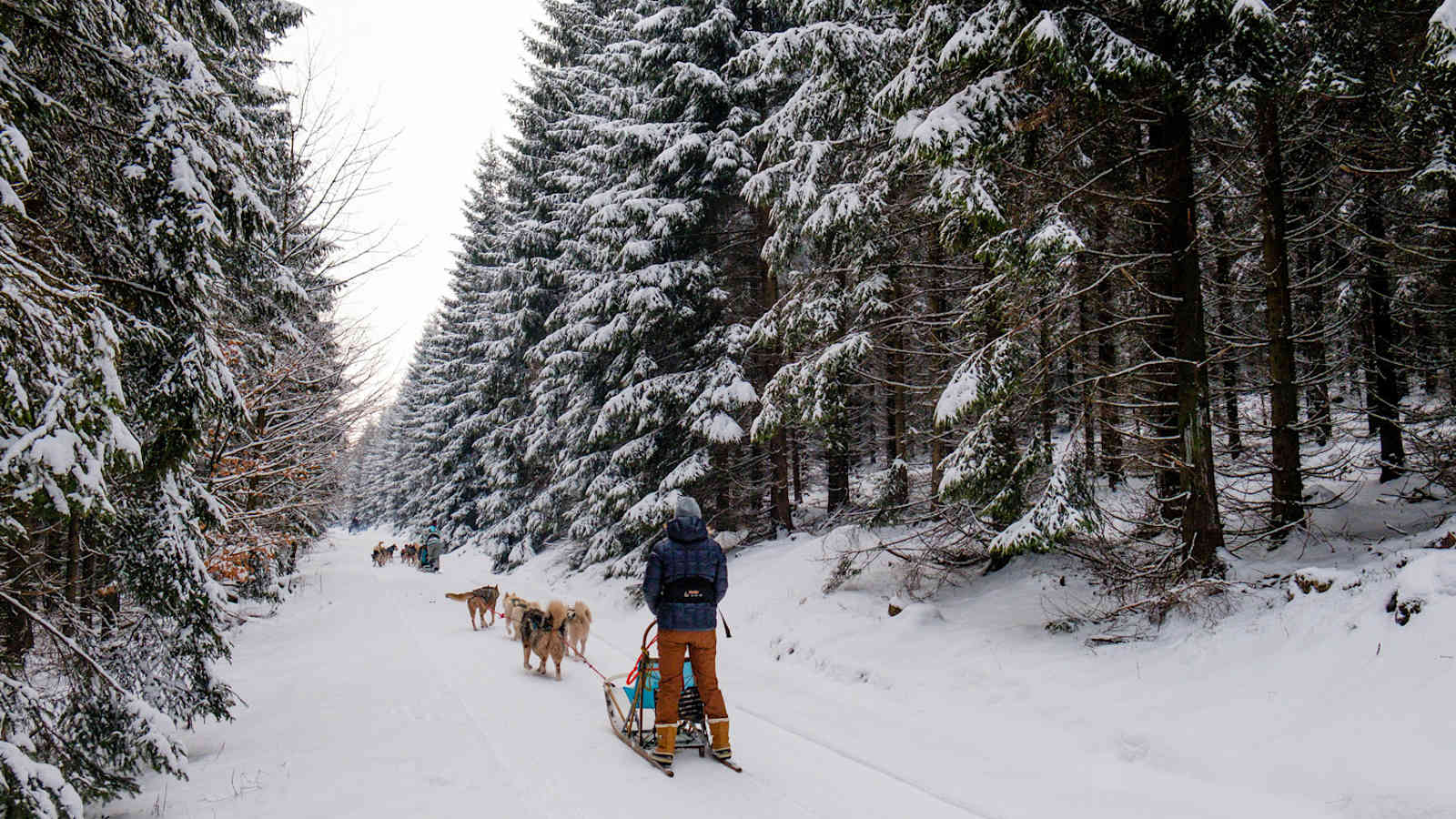 Hundeschlitten Thüringer Wald