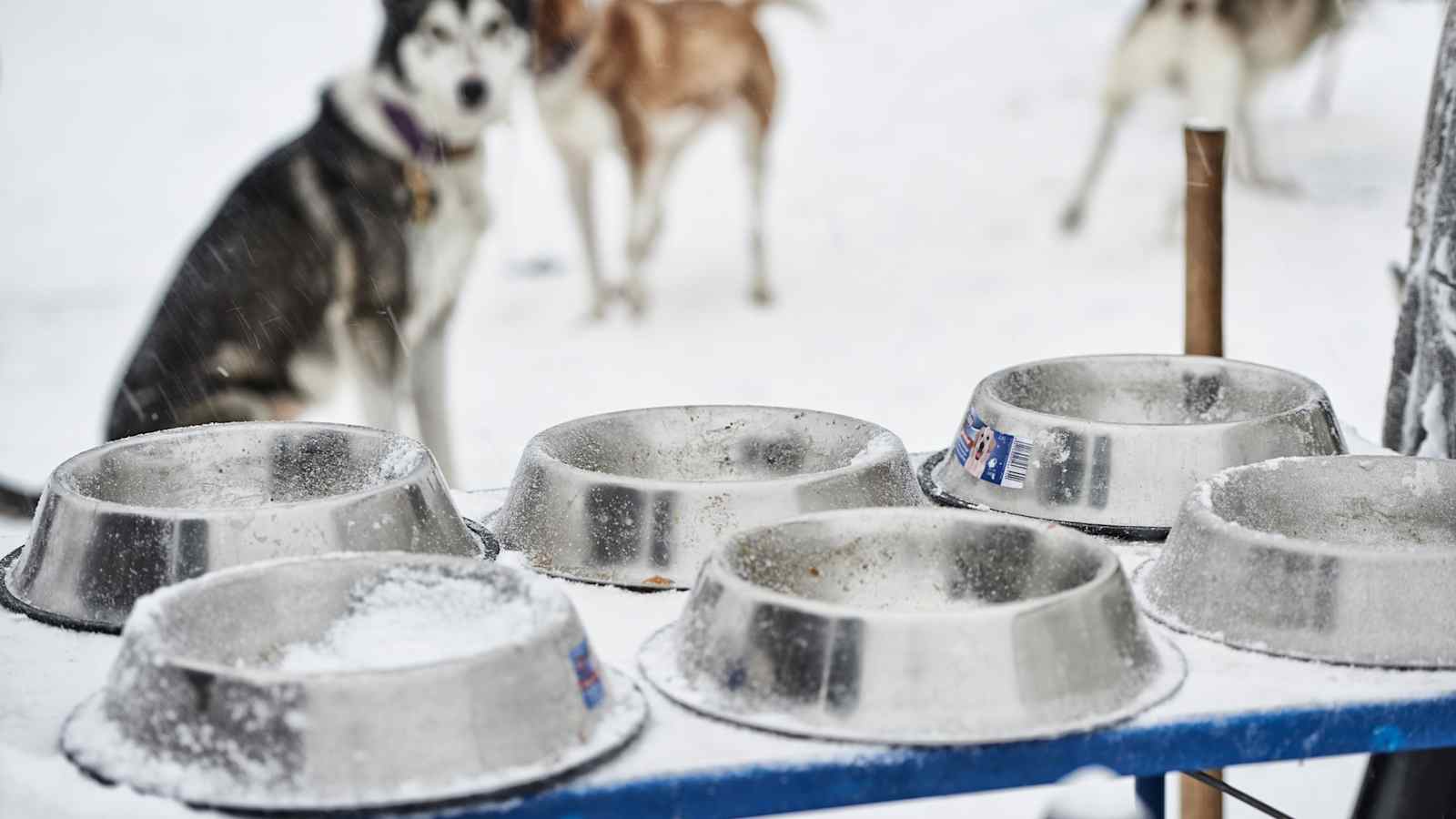 Warme Suppe für Husky vor dem Start der Schlittenfahrt.