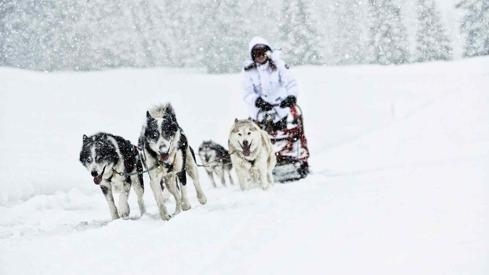 Laqua und seine Huskys kurz vor dem Ziel.