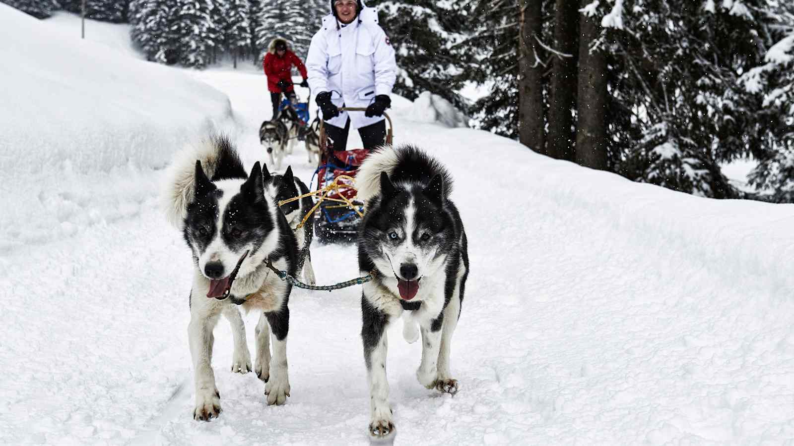 Laqua mit seinen Schlittenhunde.