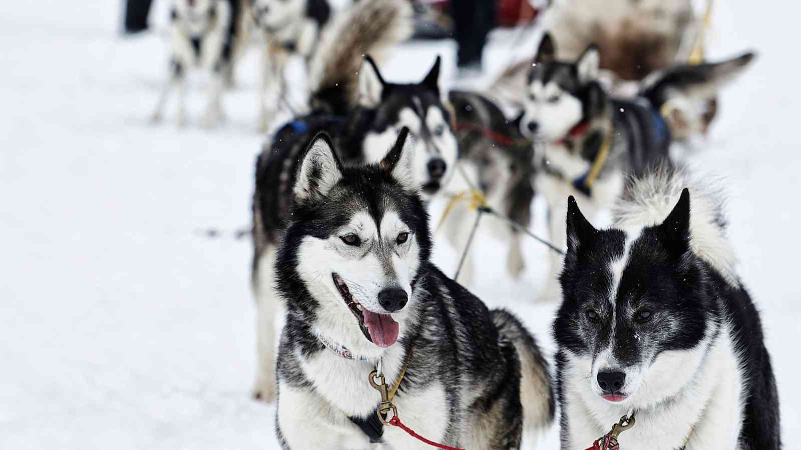 Die Schlittenhunde ziehen die Gruppe.