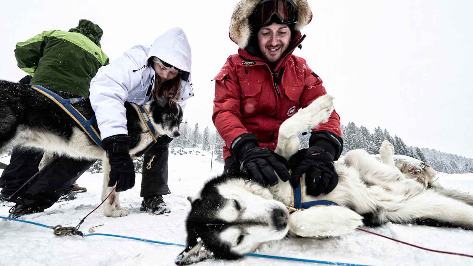 Husky Schlittenhund.