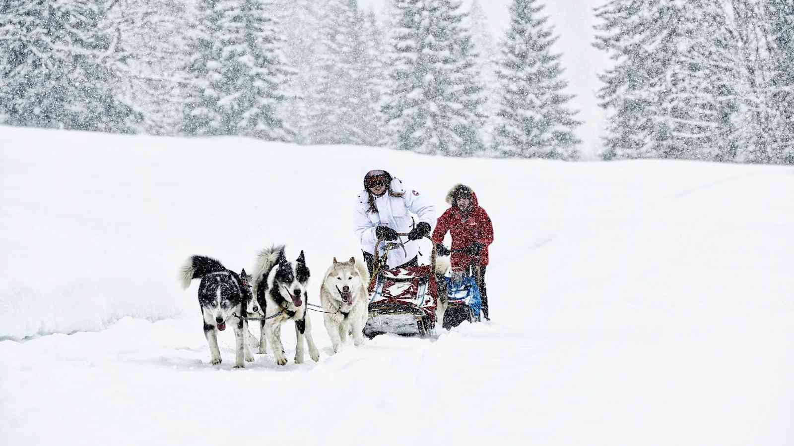 Ausfahrt mit Hunden und Schlitten.