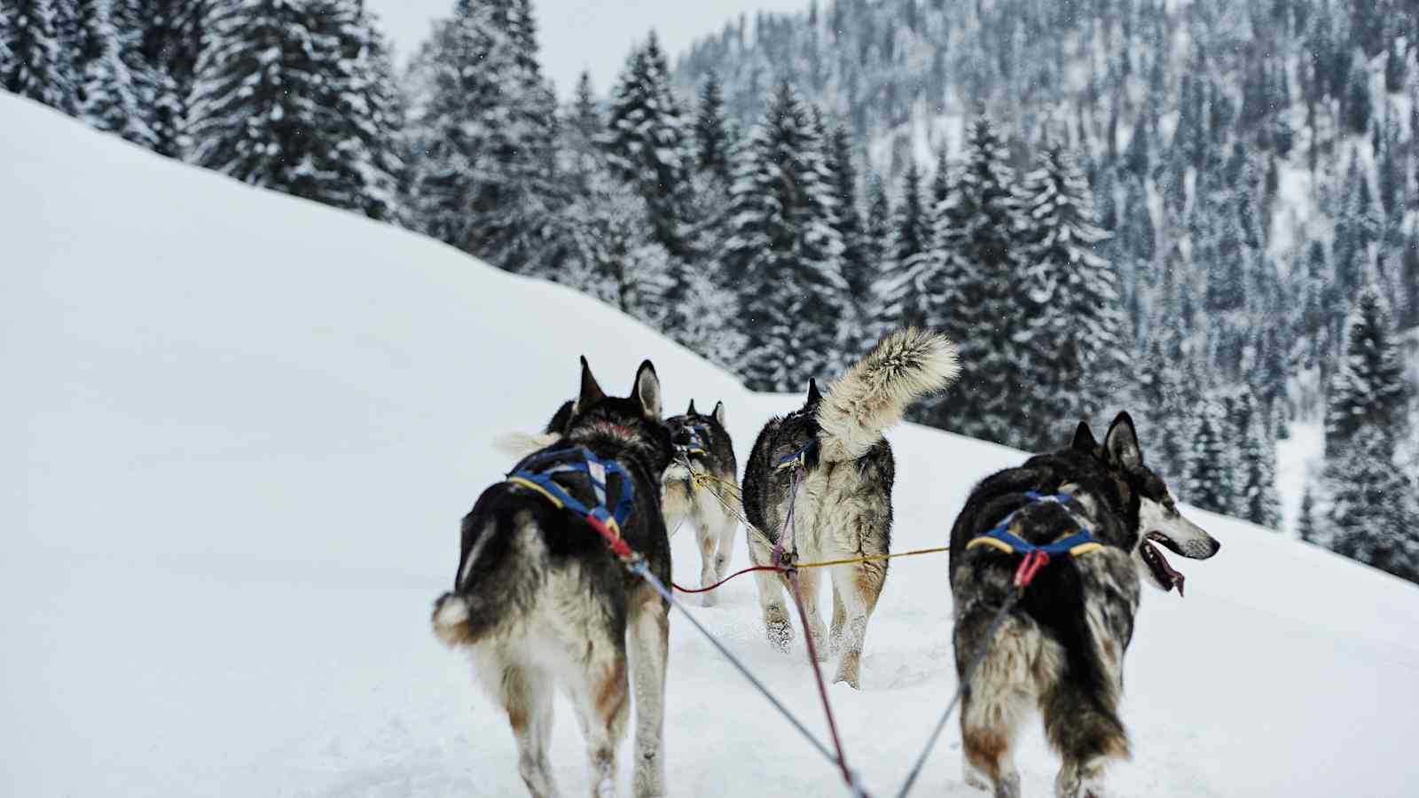 Huskys laufen für ihr Leben gern.