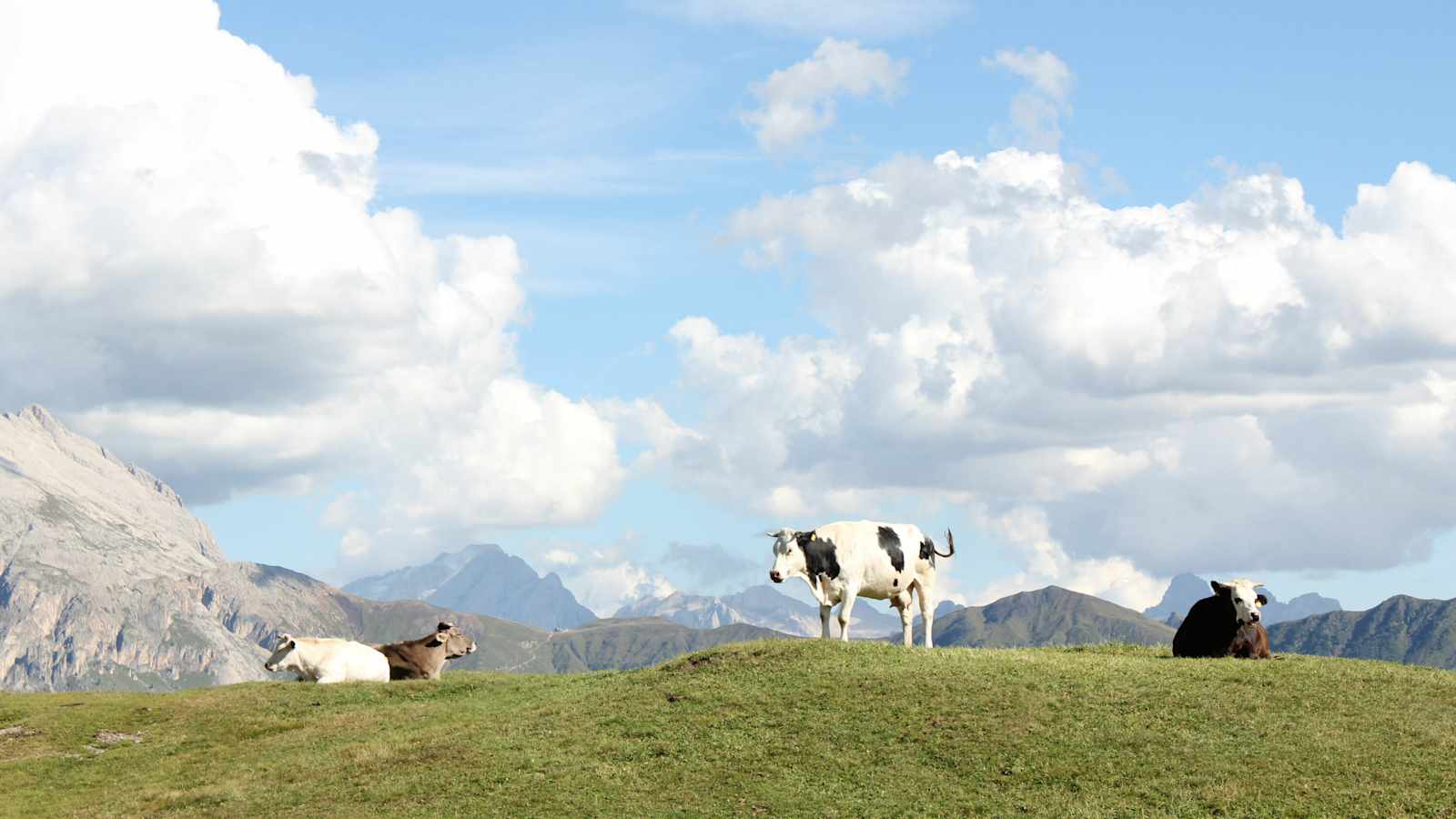 Seiser Alm mit Kühen