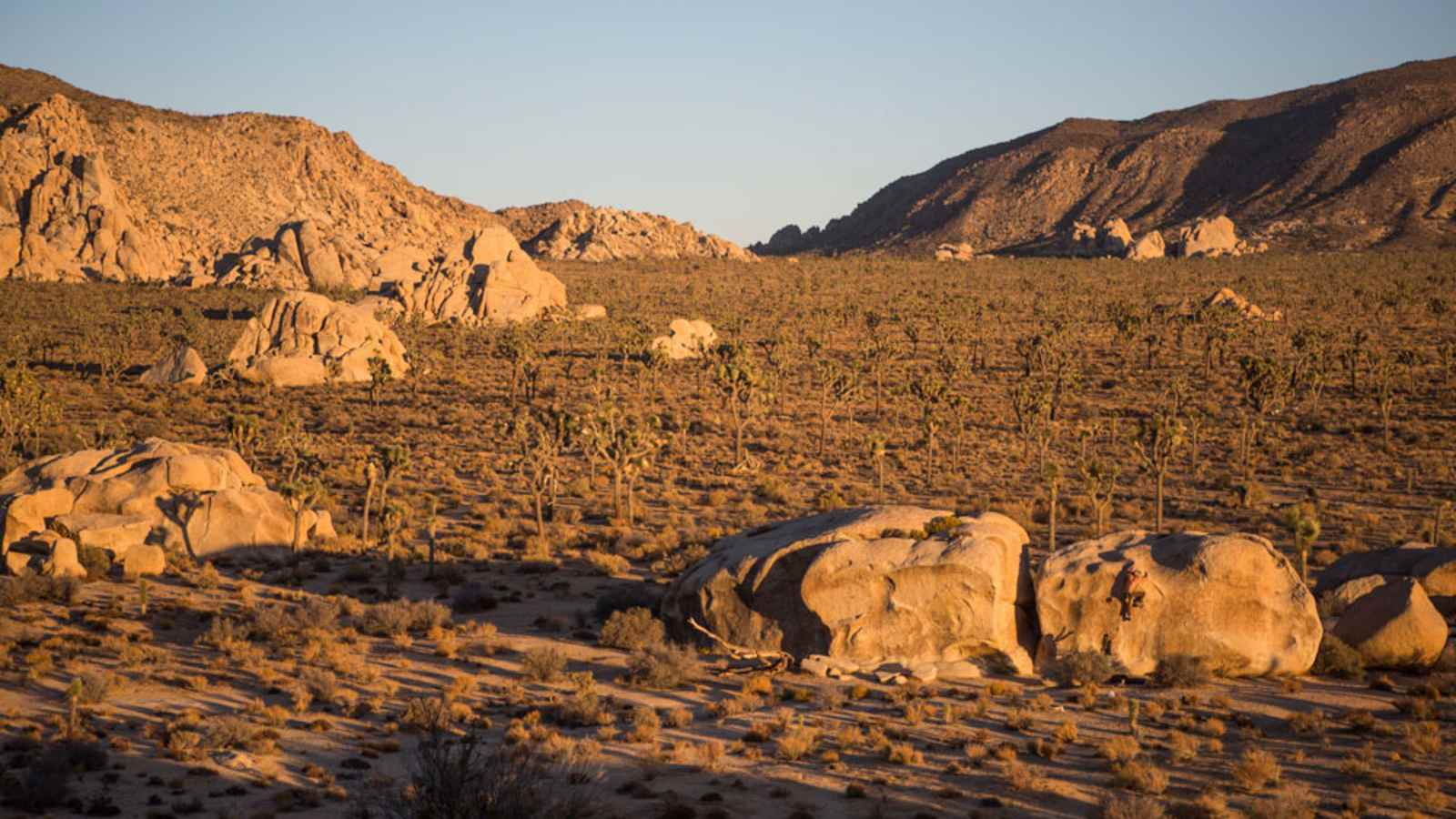 Joshua Trees