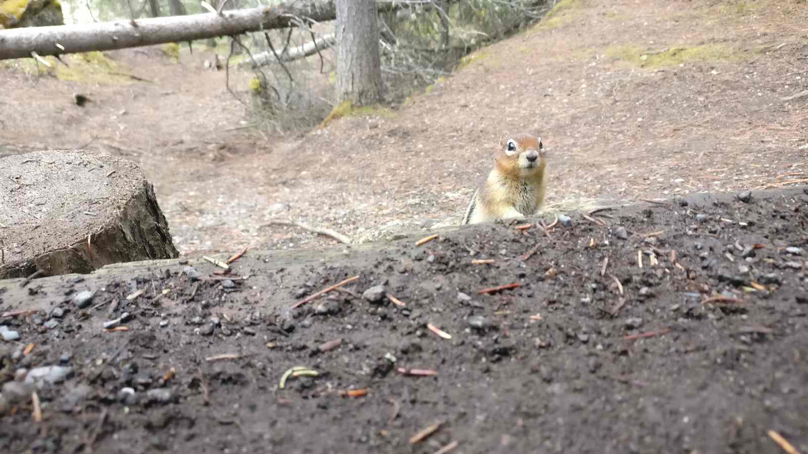 Streifenhörnchen