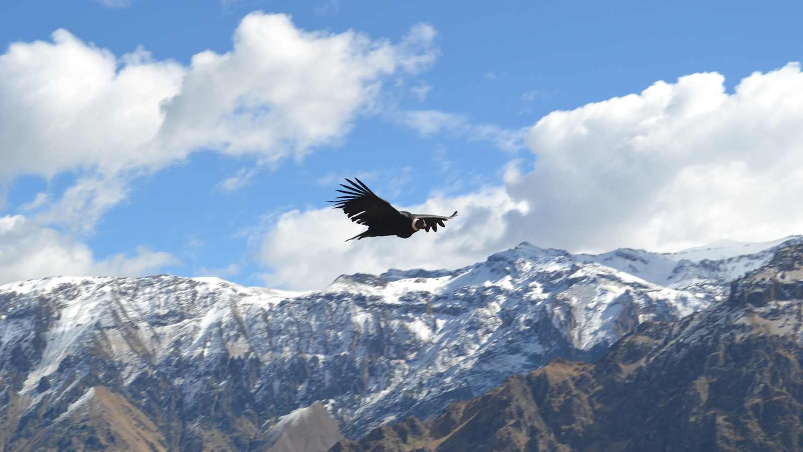 Colca Canyon