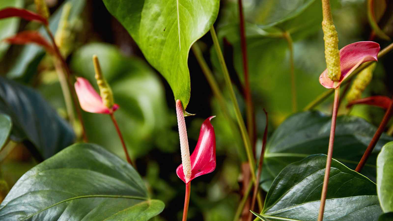 Jardin des Parfums, La Réunion