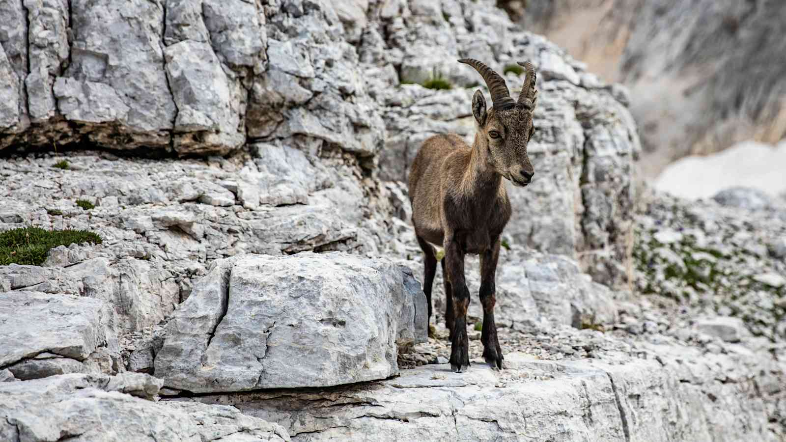 Neugieriger Triglav-Steinbock beim Aufstieg