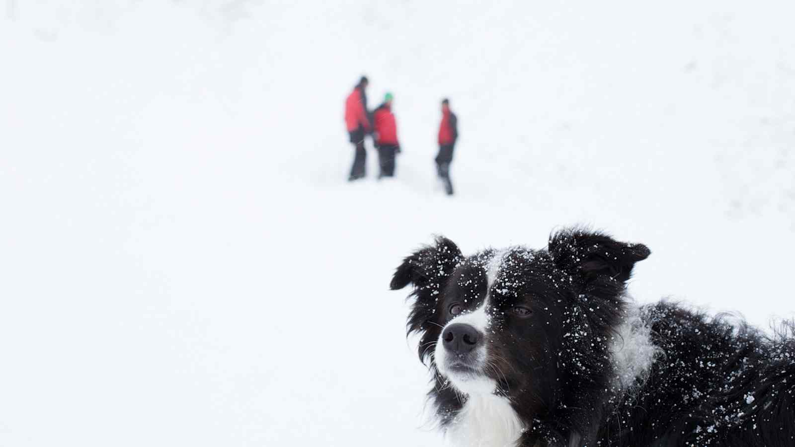 Lawinensuchhund