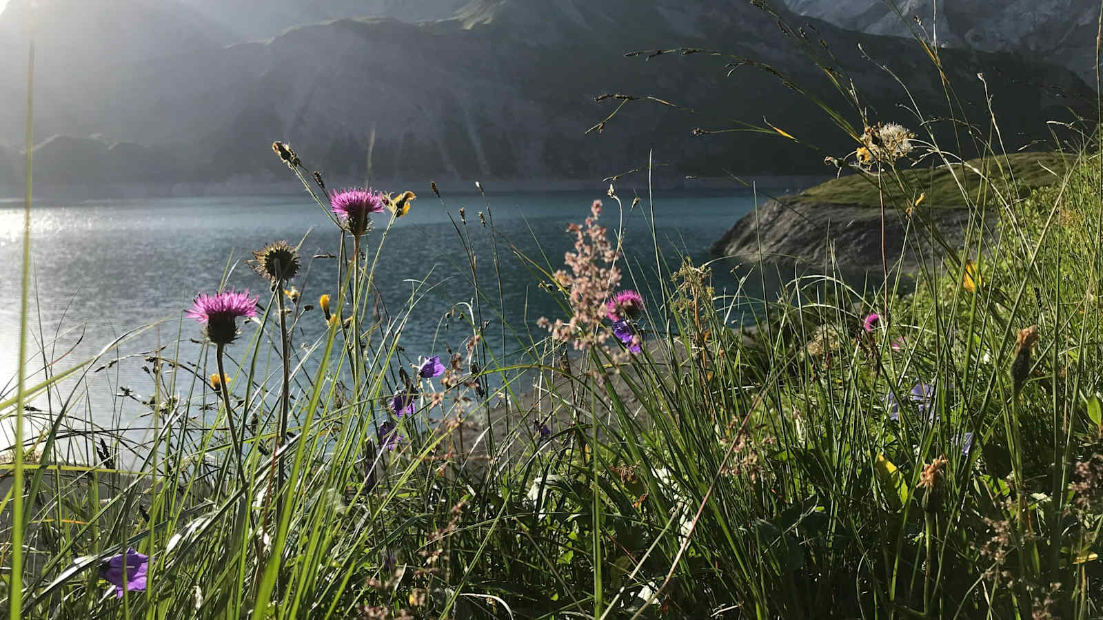 Üppige Blumenvielfalt am Ufer des Lünersees