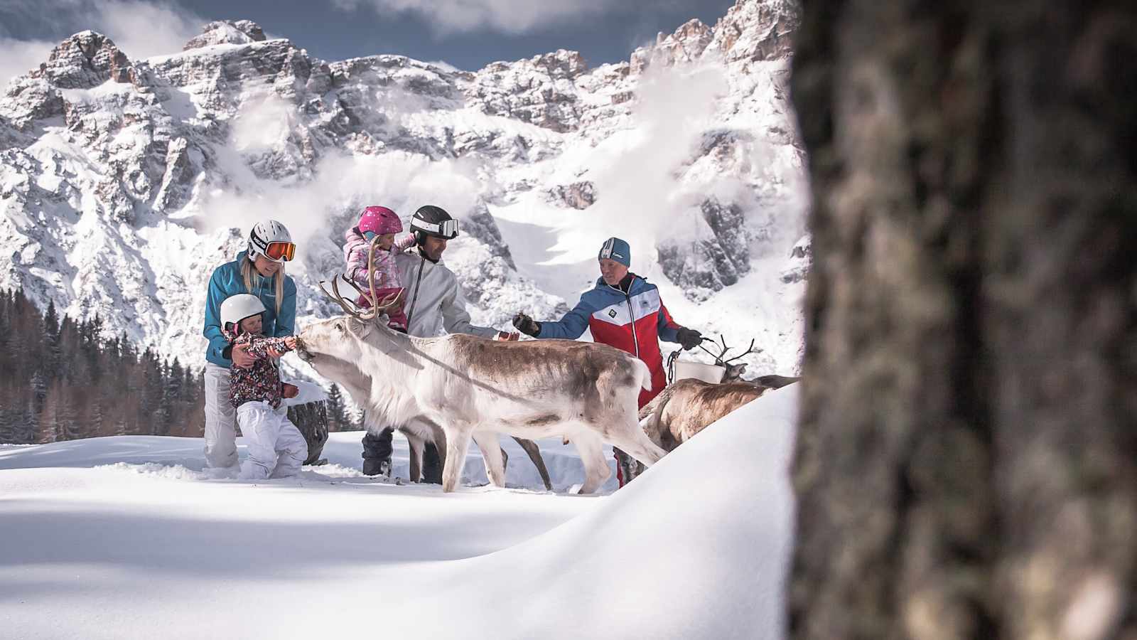 Rentiere im Skigebiet 3 Zinnen Dolomiten