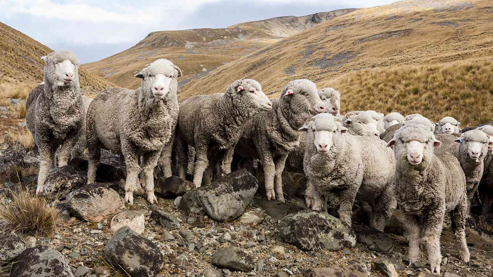 Merinoschafe leben hoch oben in den Hügeln Neuseelands, wo das Klima rau ist.