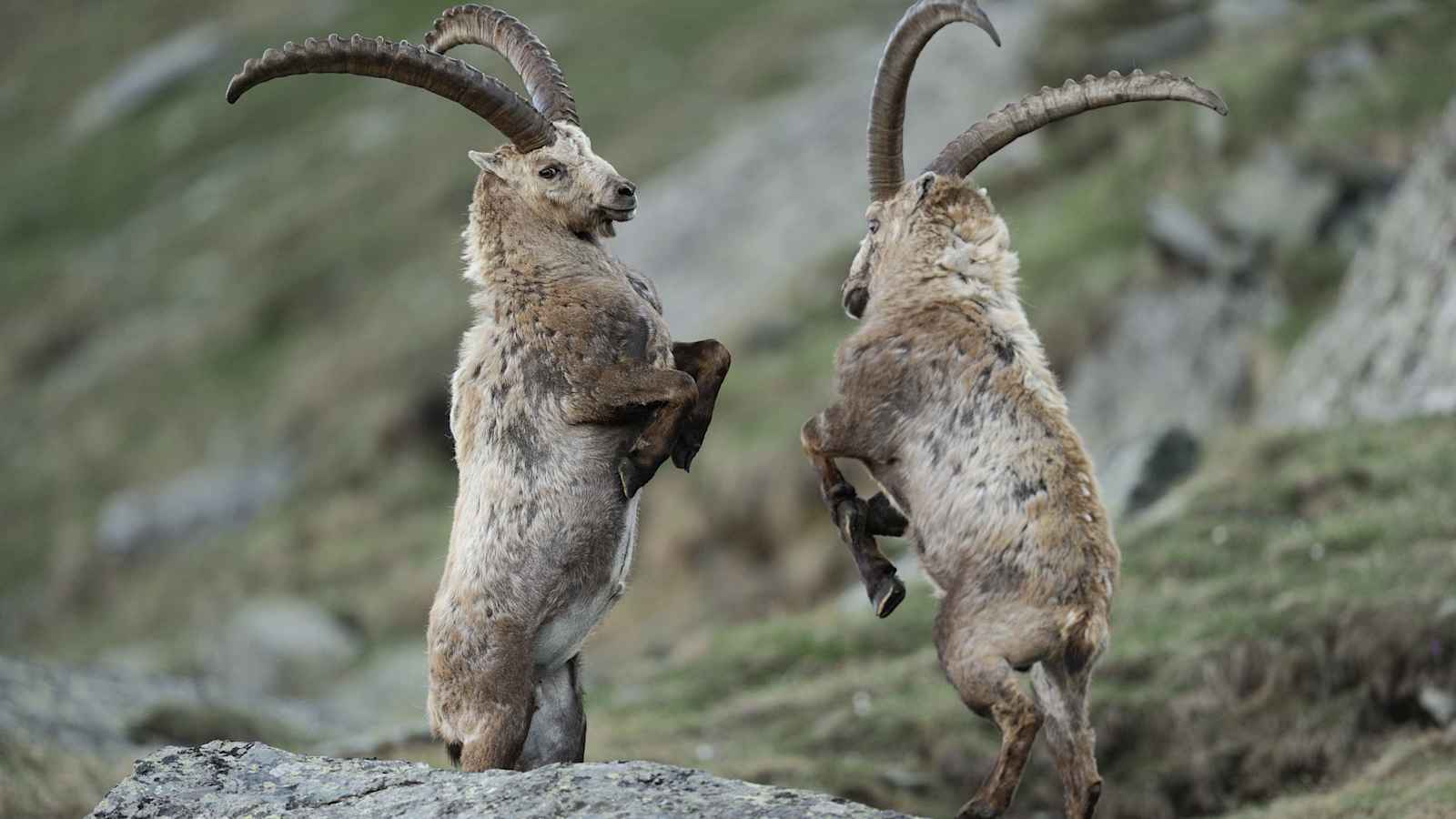 Steinböcke im Nationalpark