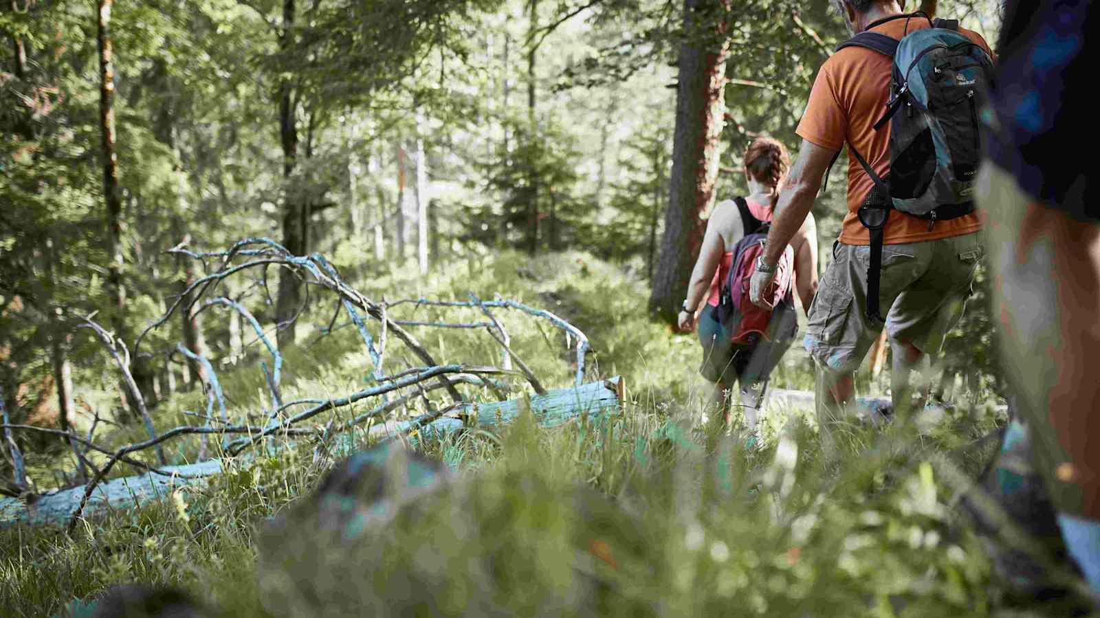 Am Luchstrail im Nationalpark Kalkalpen