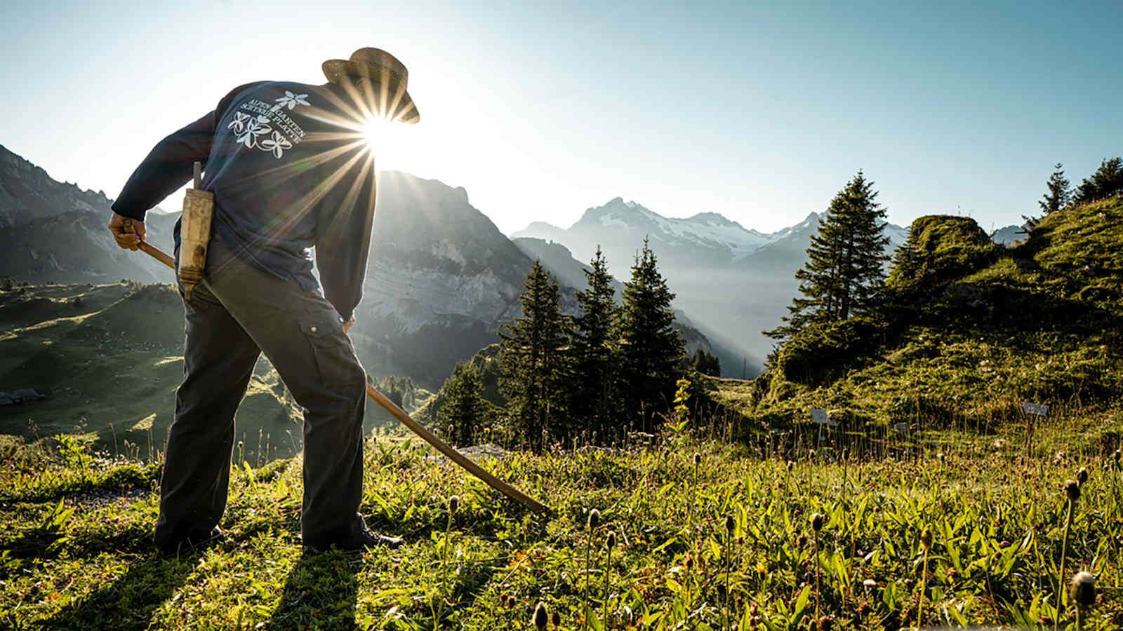 elen Magerwiesen in und um den Alpengarten sind mit rund 65 Pflanzen pro Quadratmeter wichtig für die Biodiversität. Um die Vielfalt zu bewahren, mäht Paul diese mit der Sense.