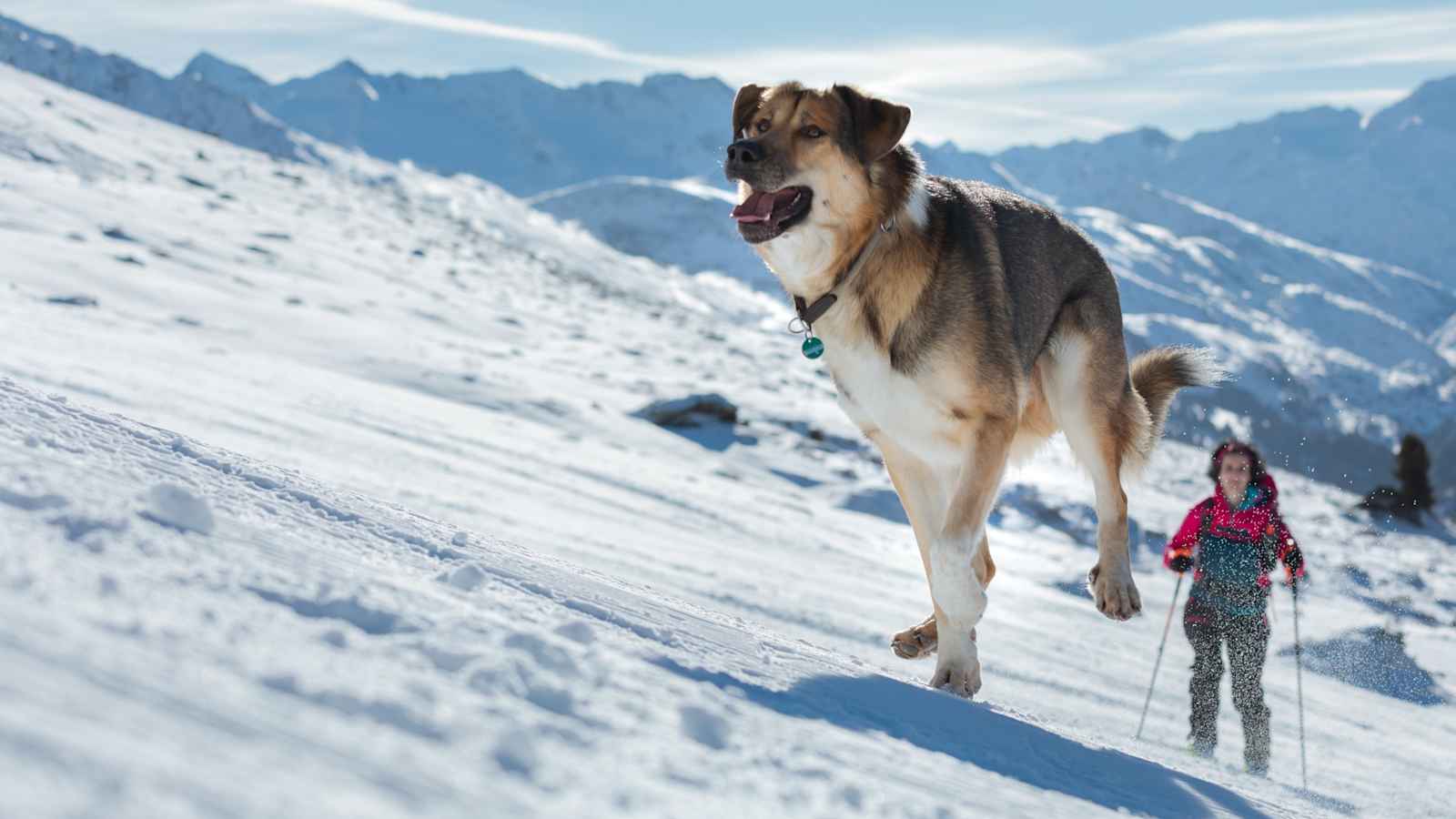 Pistentourenregel 9: Hunde gehören nicht auf die Piste.